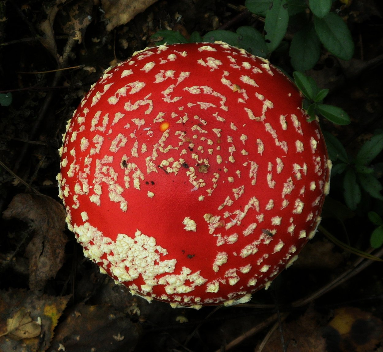 Отравление красным мухомором