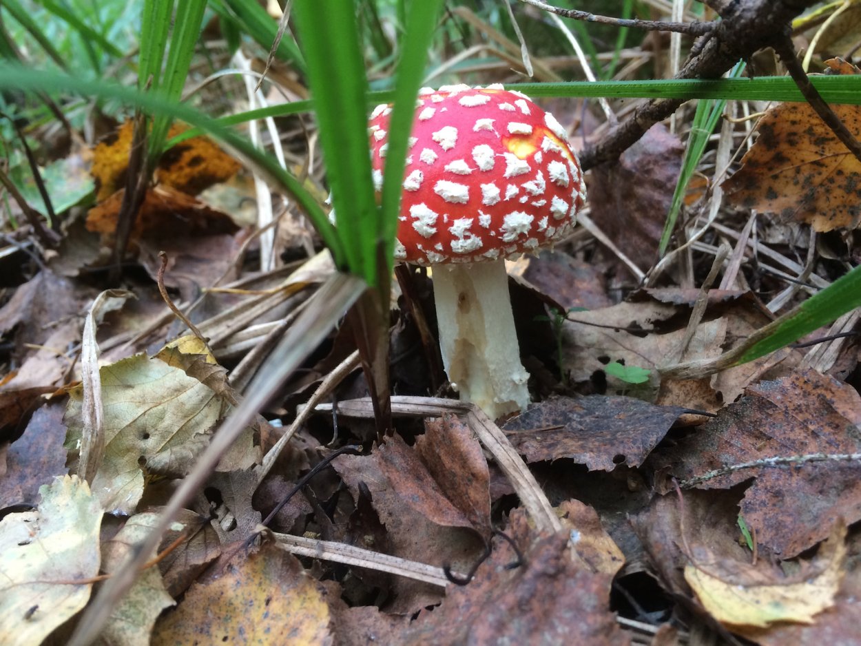 Red Micro мухомор
