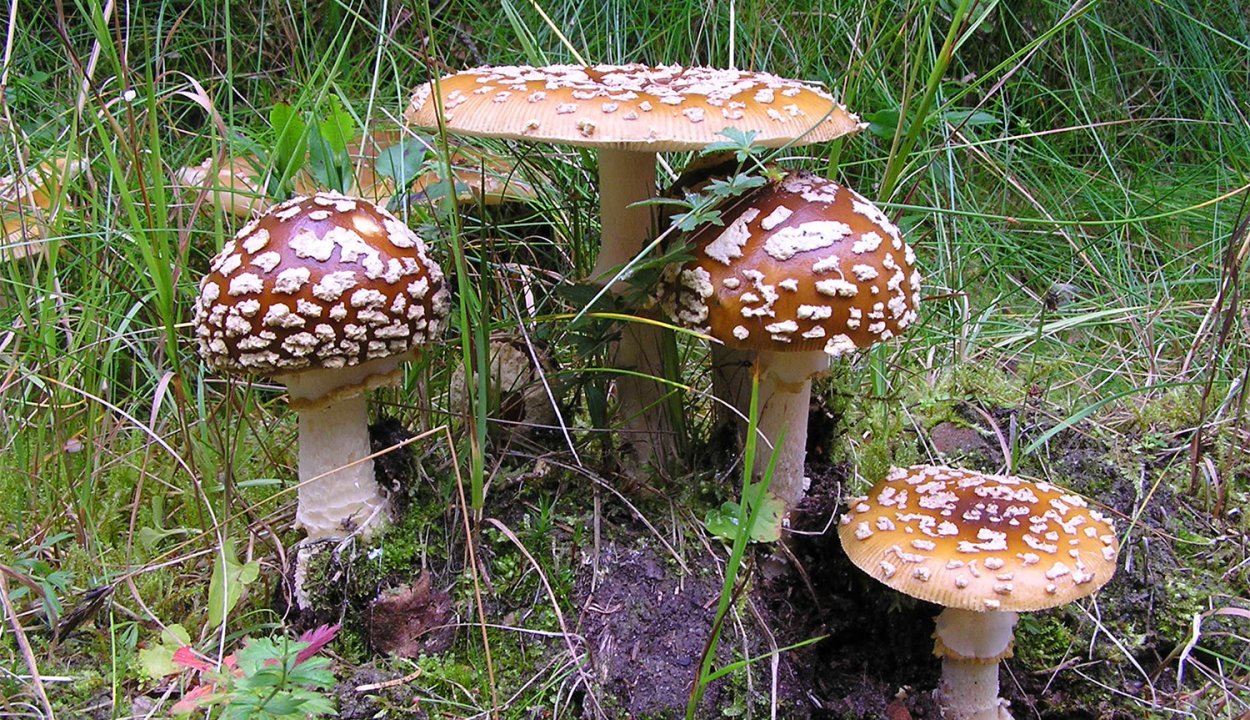 Мухомор красный и тигровый