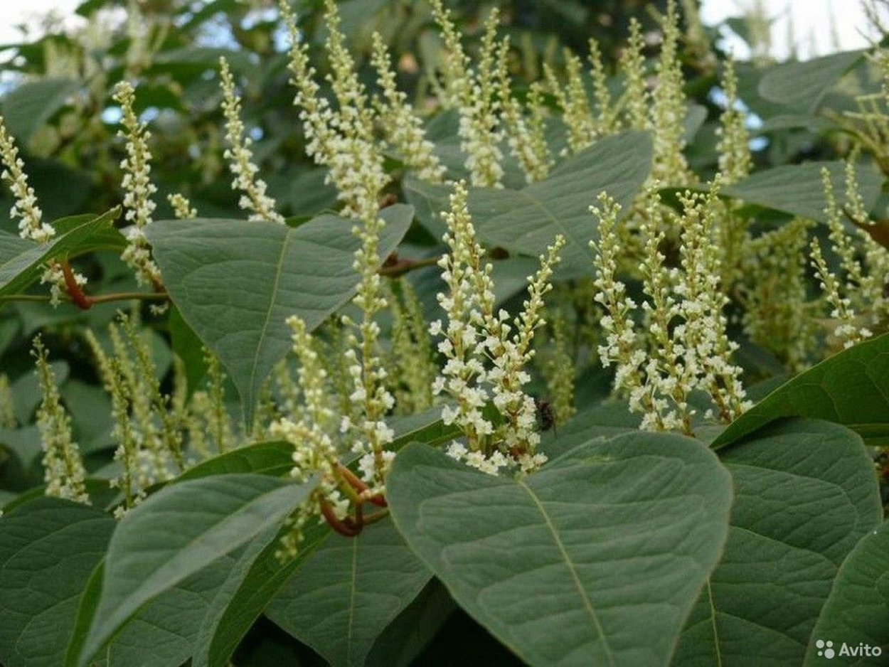 Горец Сахалинская гречиха