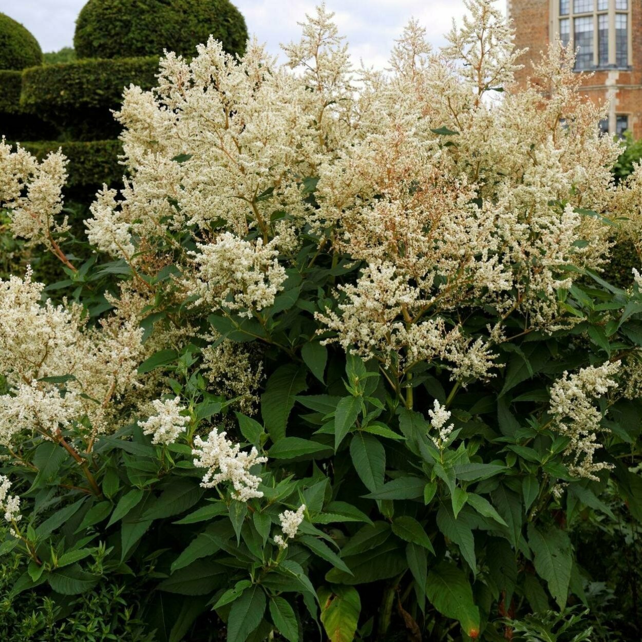 Горец Персикария