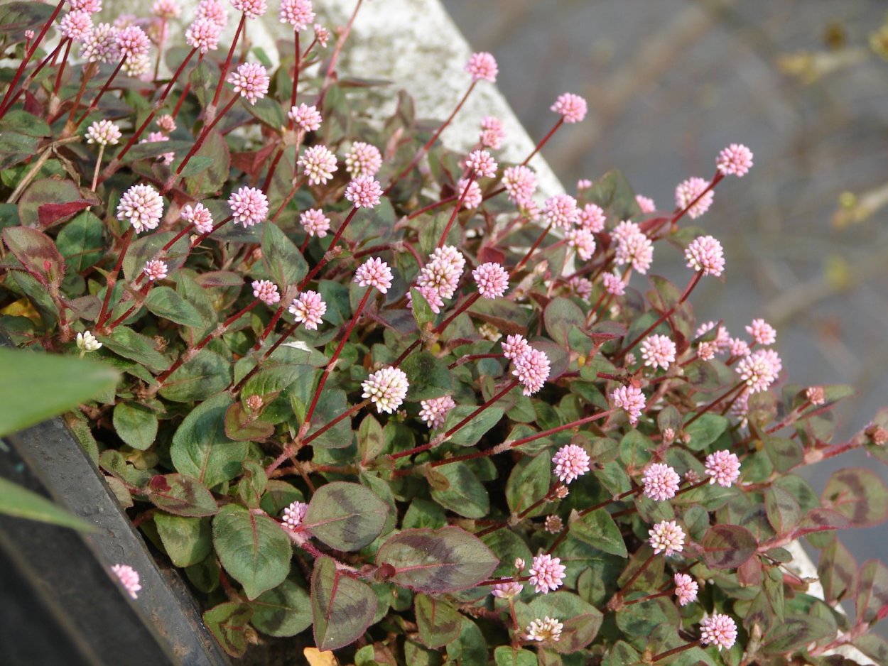 Горец головчатый Аметистовая крошка