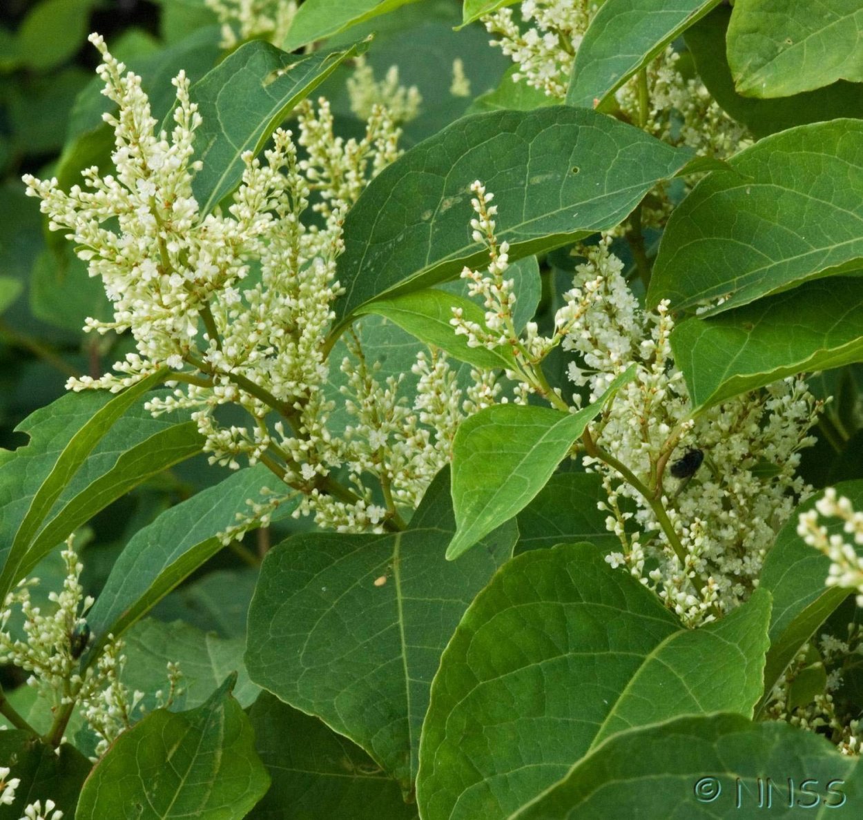 Горец кустарниковый Polygonum dumetorum