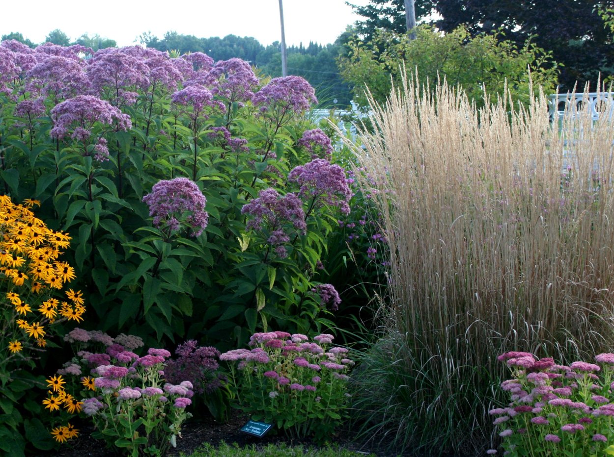Посконник пятнистый (Eupatorium maculatum)