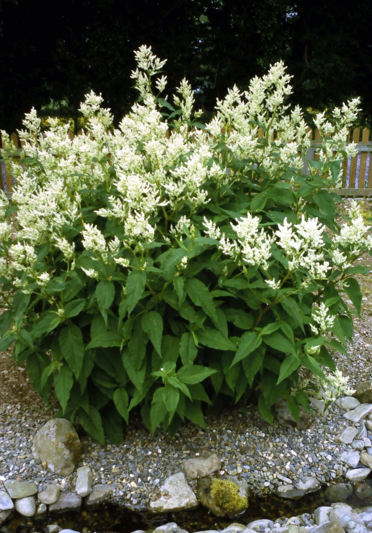 Горец полиморфный