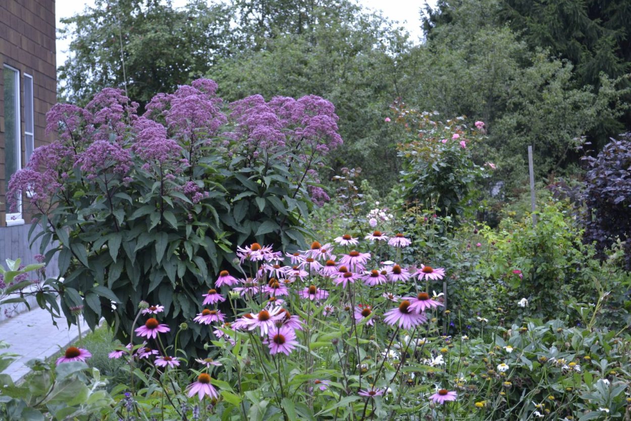 Посконник Ризенширм