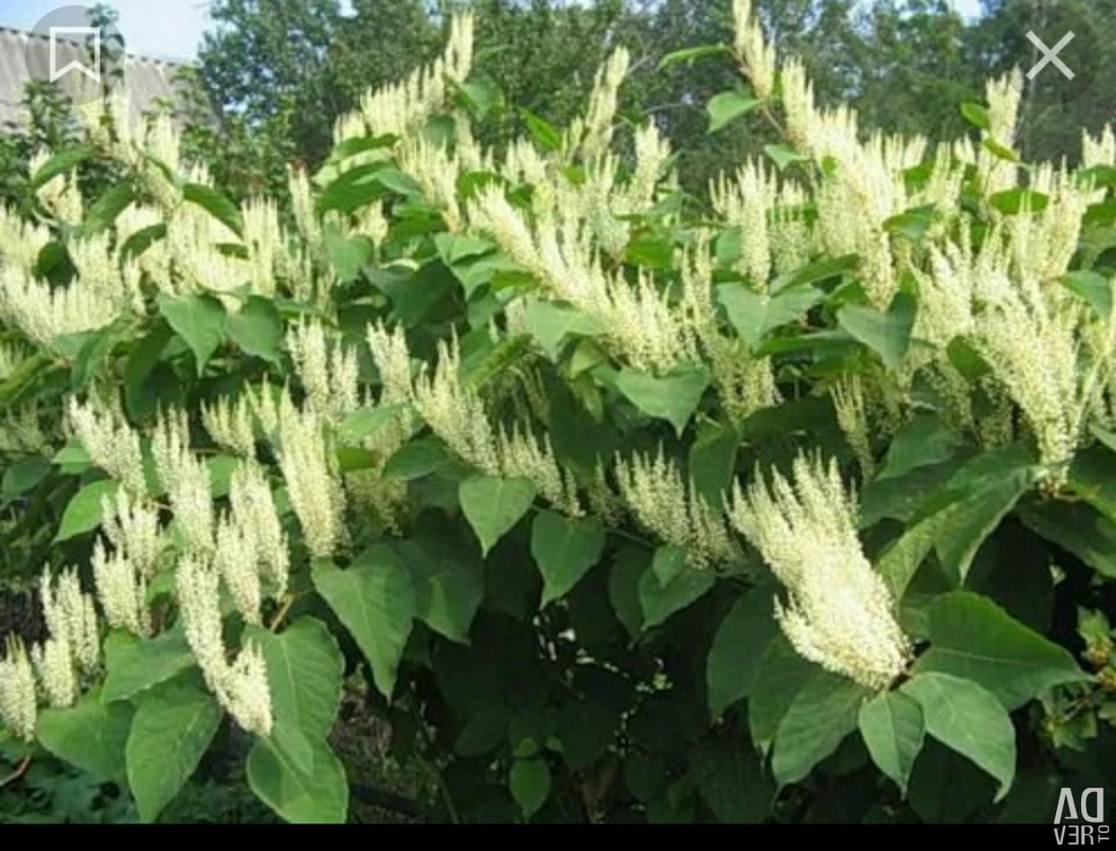Горец Сахалинский.( Рейнутрия) Сибирский бамбук.