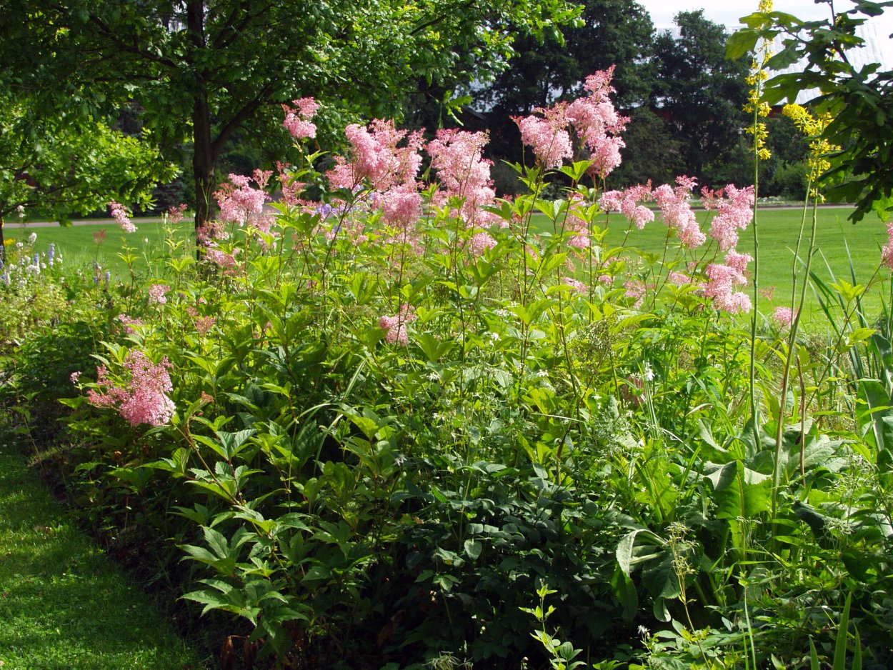 Лабазник красный venusta