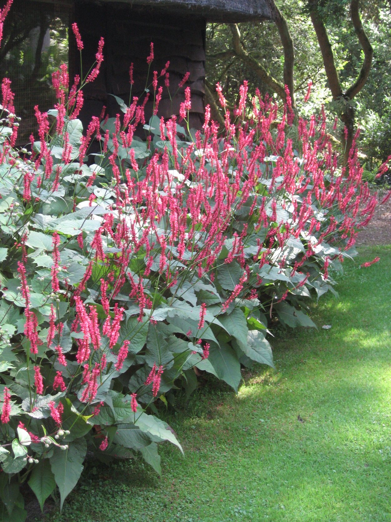 Персикария (Persicaria)