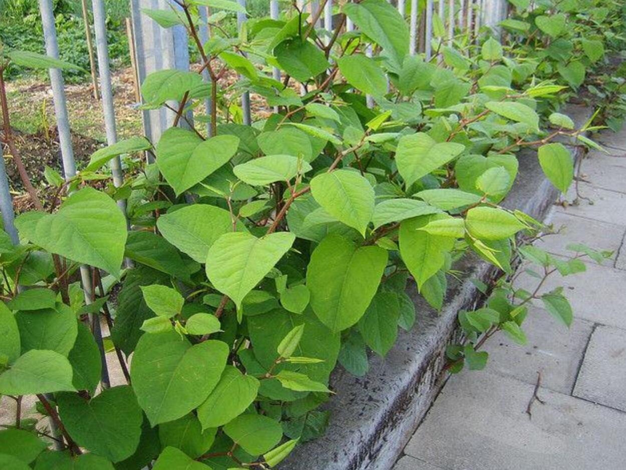 Горец Сахалинский бамбук