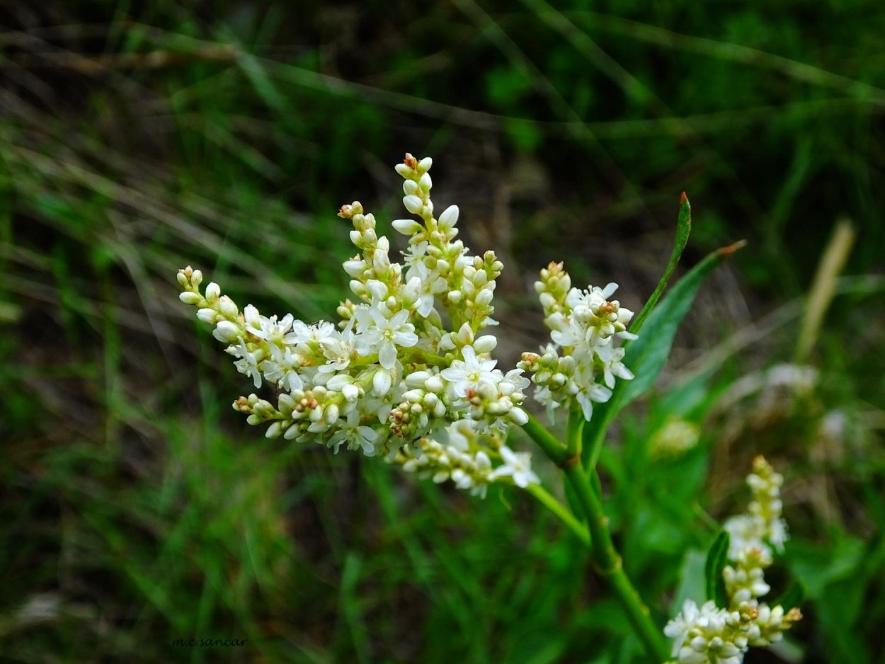 Горец войлочнолистный