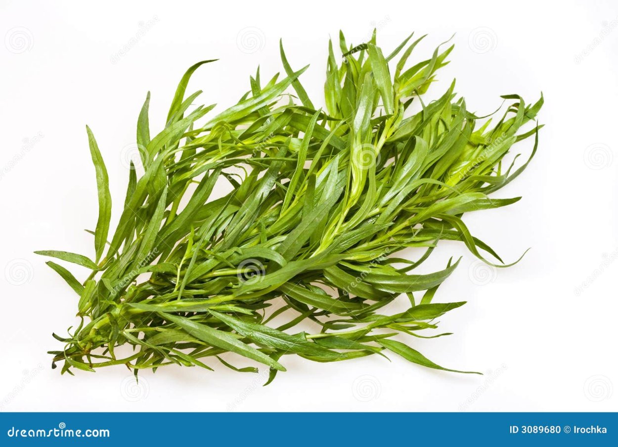 Эстрагон корневище