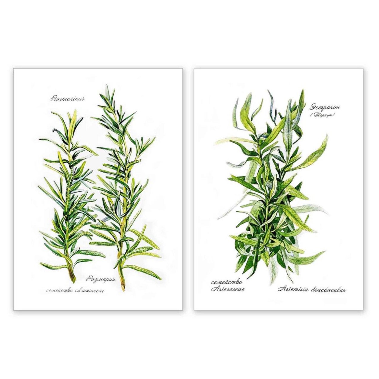 Тархун трава и розмарин