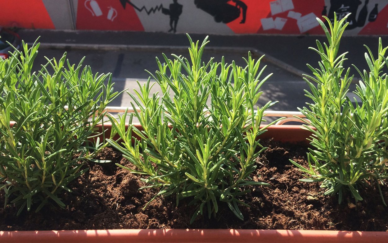 Эстрагон широколистный