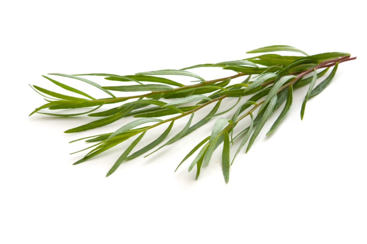 Розмарин и тимьян