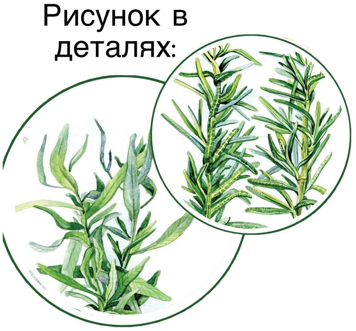 Эстрагон Тархун розмарин