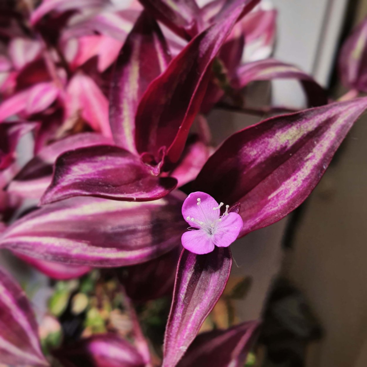 Традесканция пурпурная