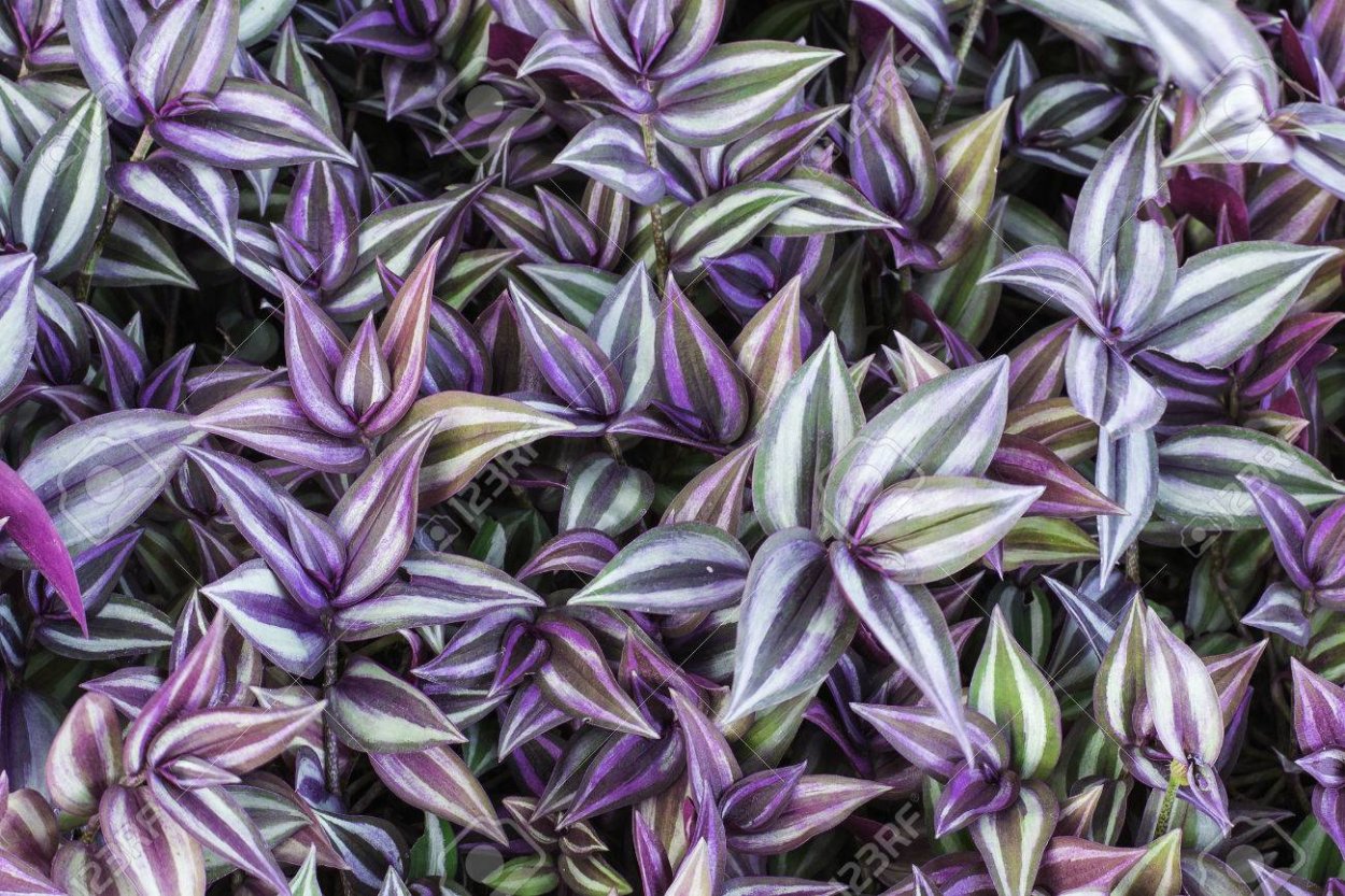 Традесканция зебрина квадриколор