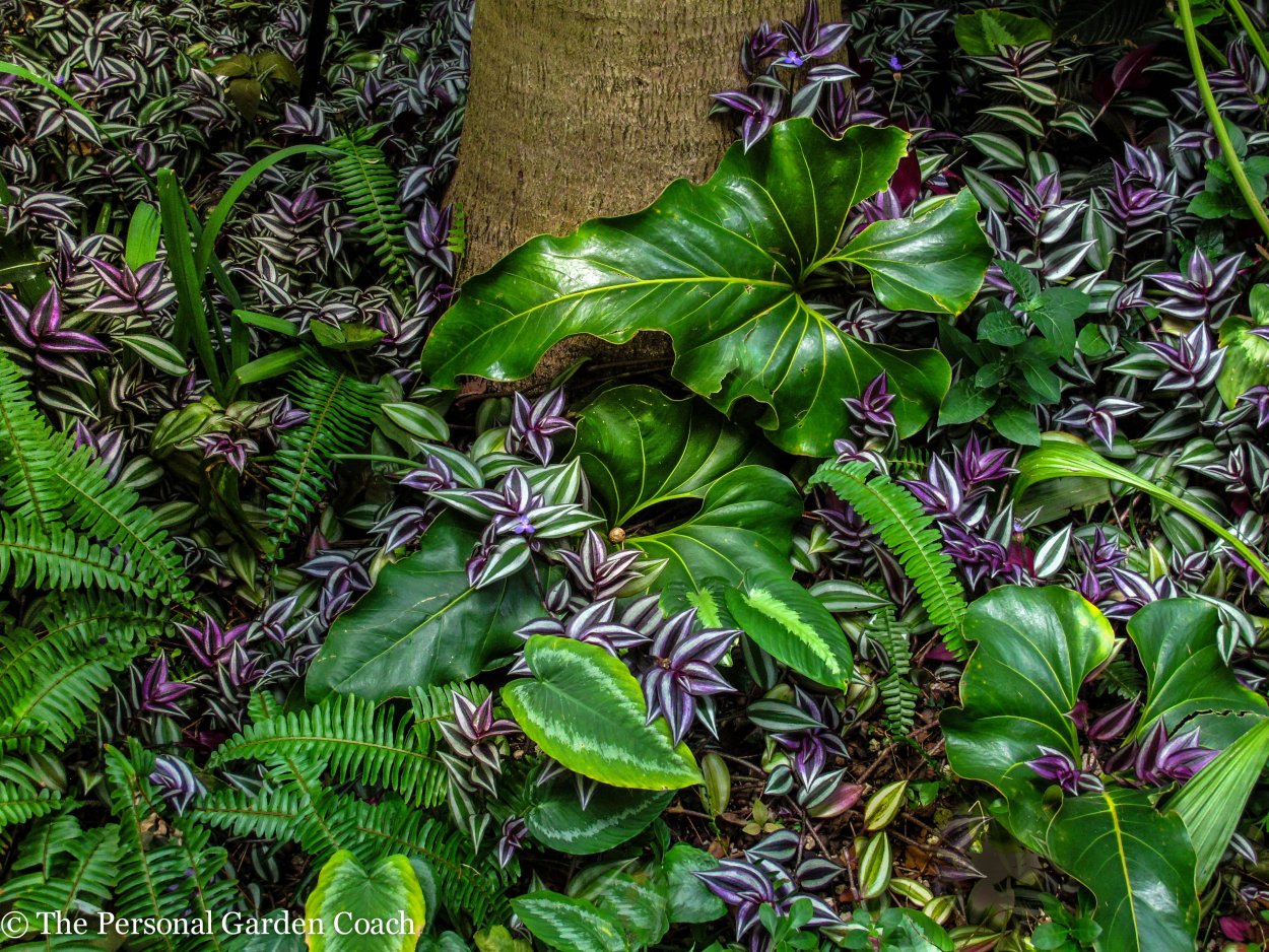 Традесканция белоцветковая