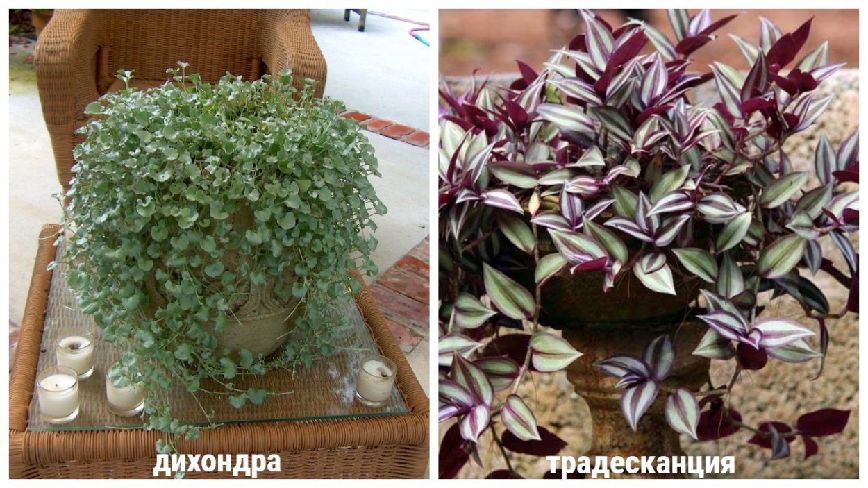 Традесканция зебрина квадриколор