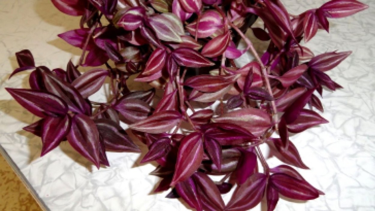 Традесканция зеленая ампельная