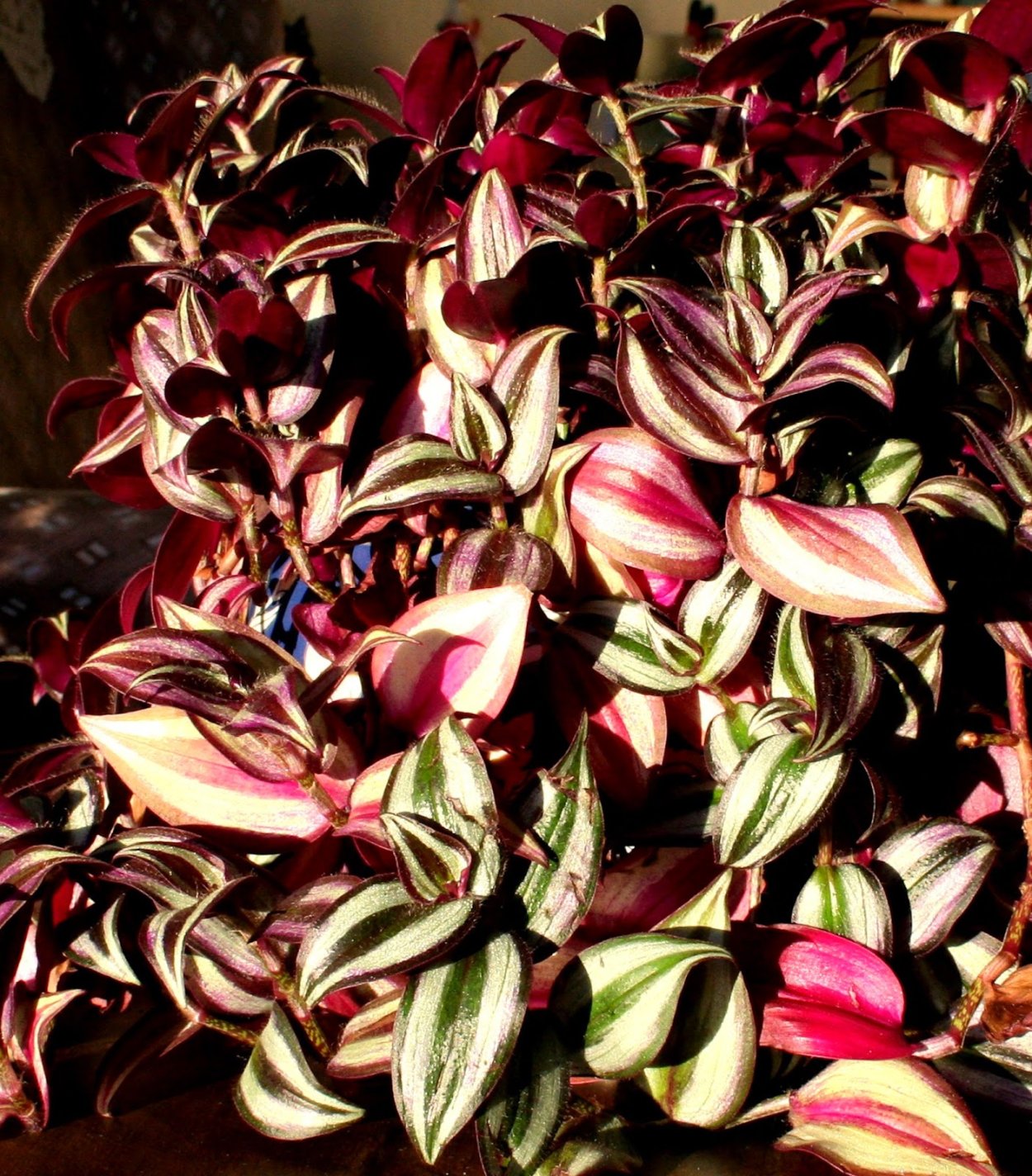 Традесканция зебрина свисающая