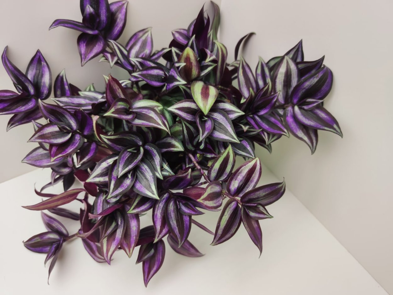 Традесканция бордовая