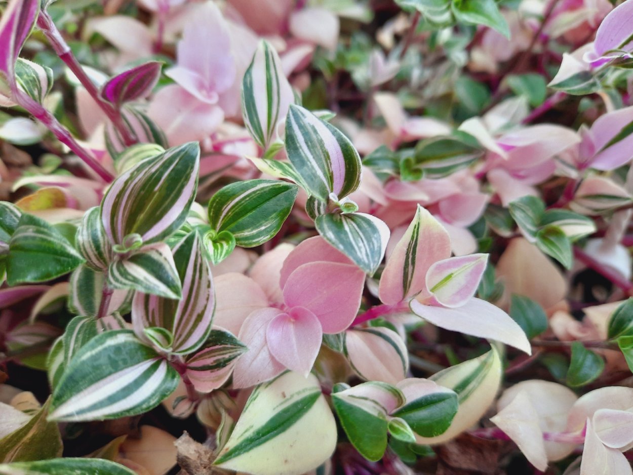 Традесканция Садовая пурпурная