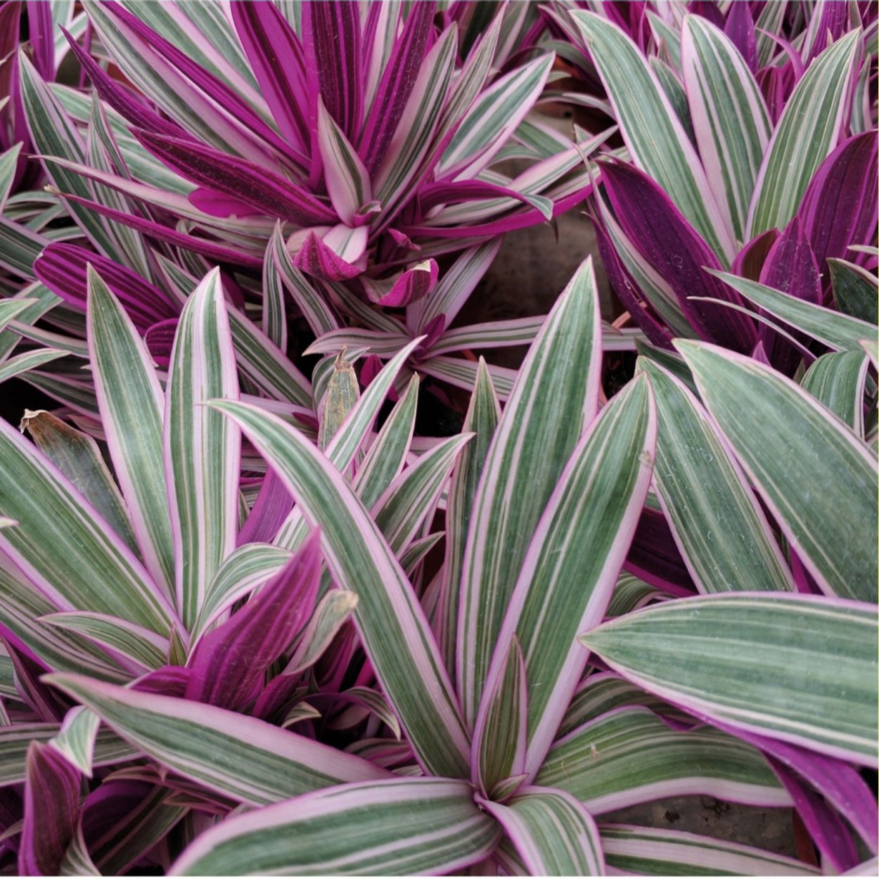 Традесканция Триколор