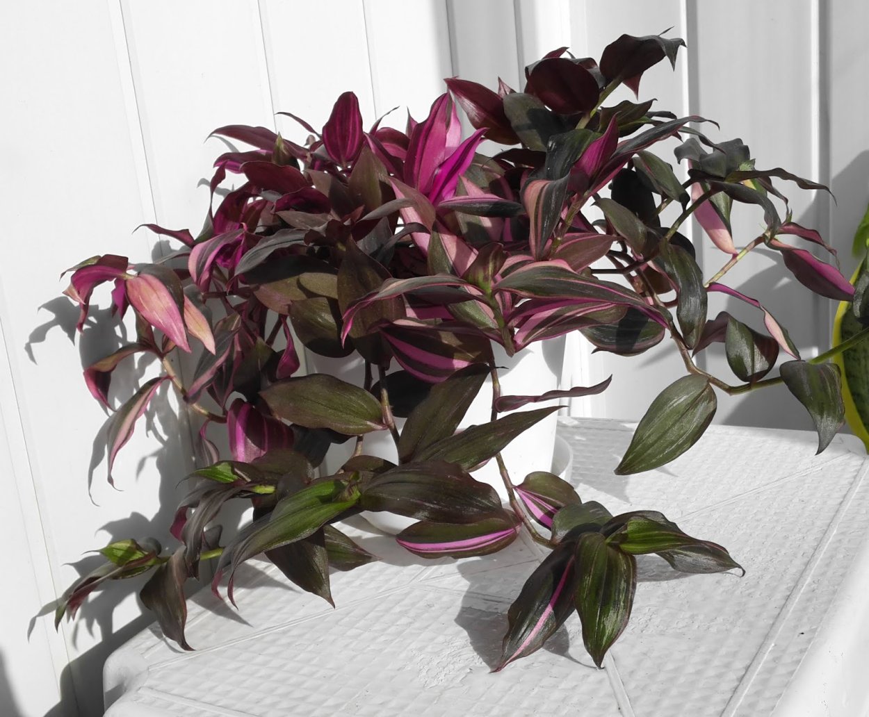 Традесканция бело-розово-зелёная (серия mdp)