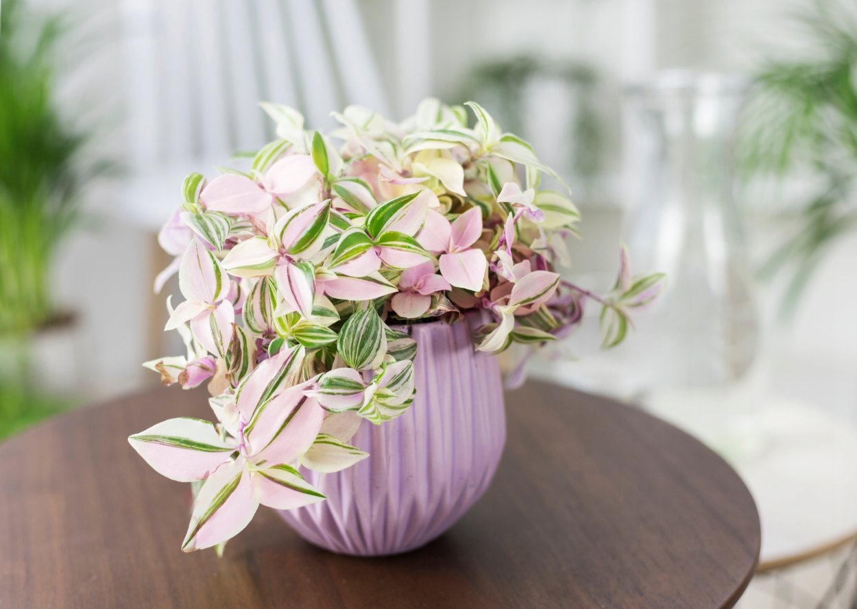 Традесканция комнатная плетистая фиолетовая