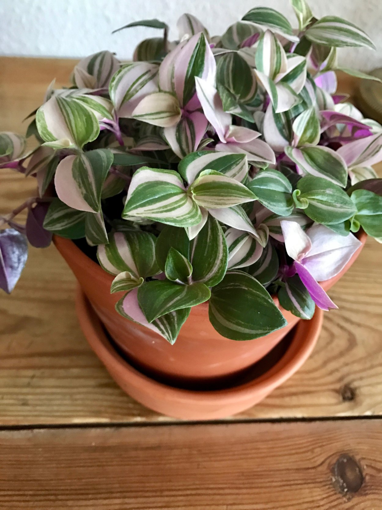 Традесканция Нанук ( Tradescantia » Nanouk «)