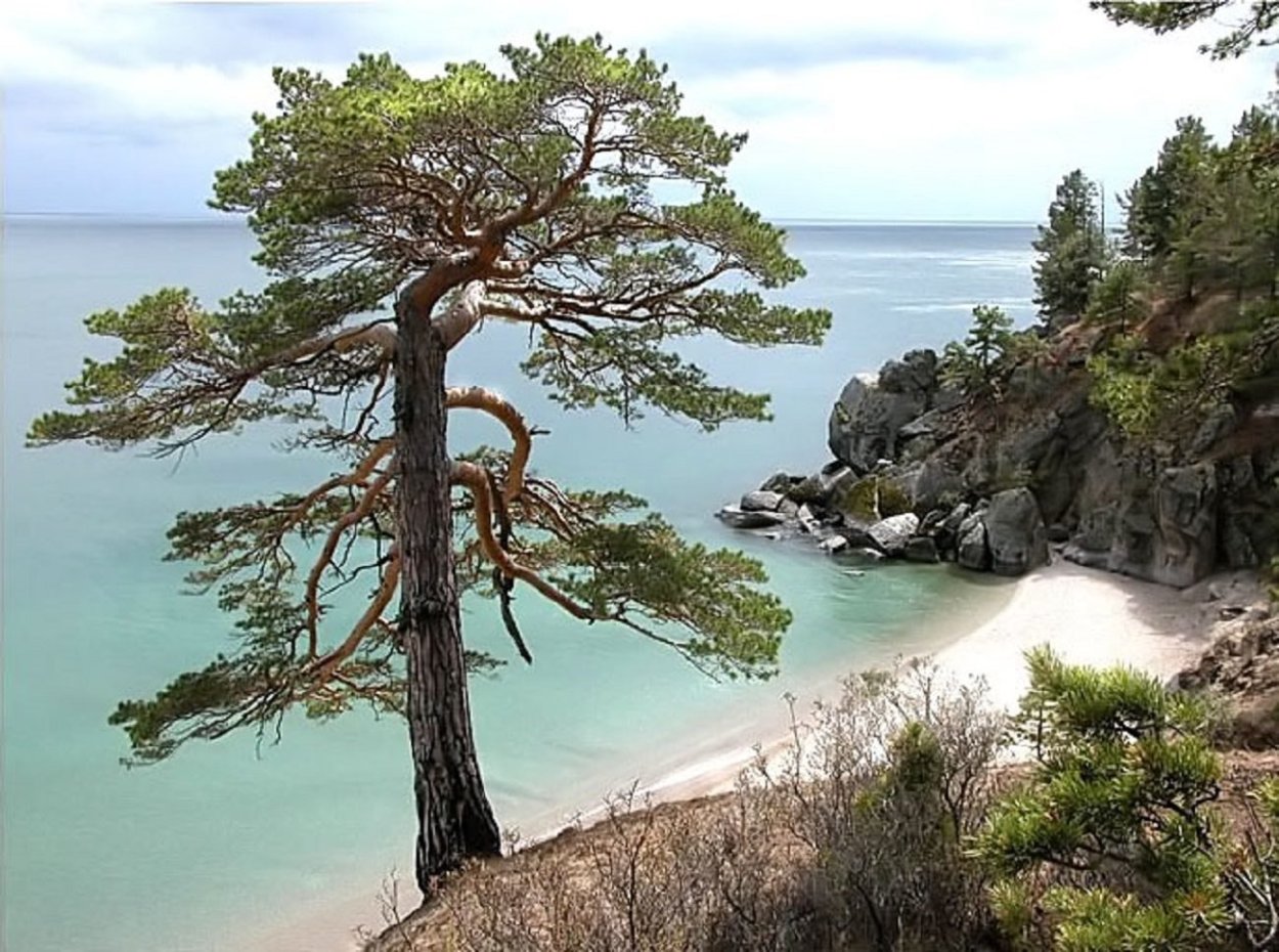 Сосна обыкновенная Байкал