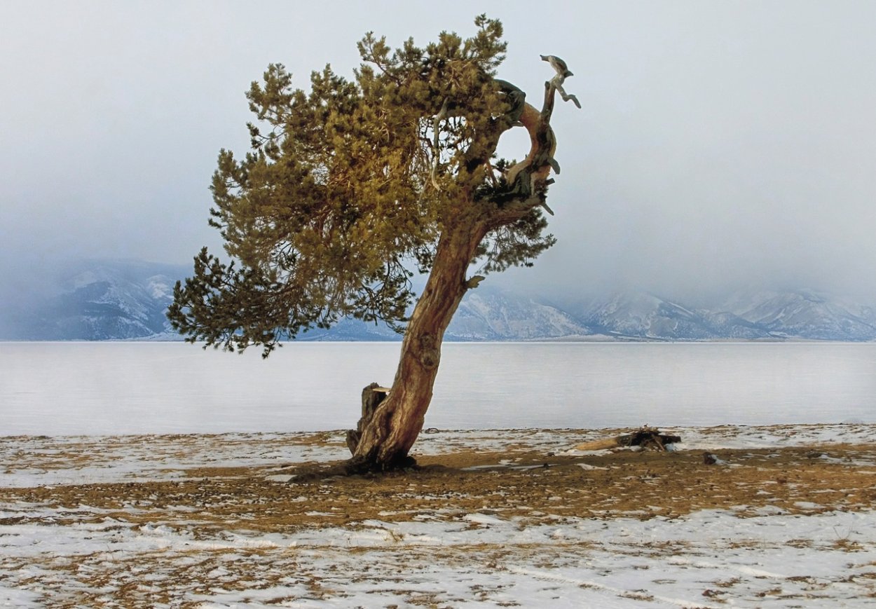Острове Ольхон шагающие деревья