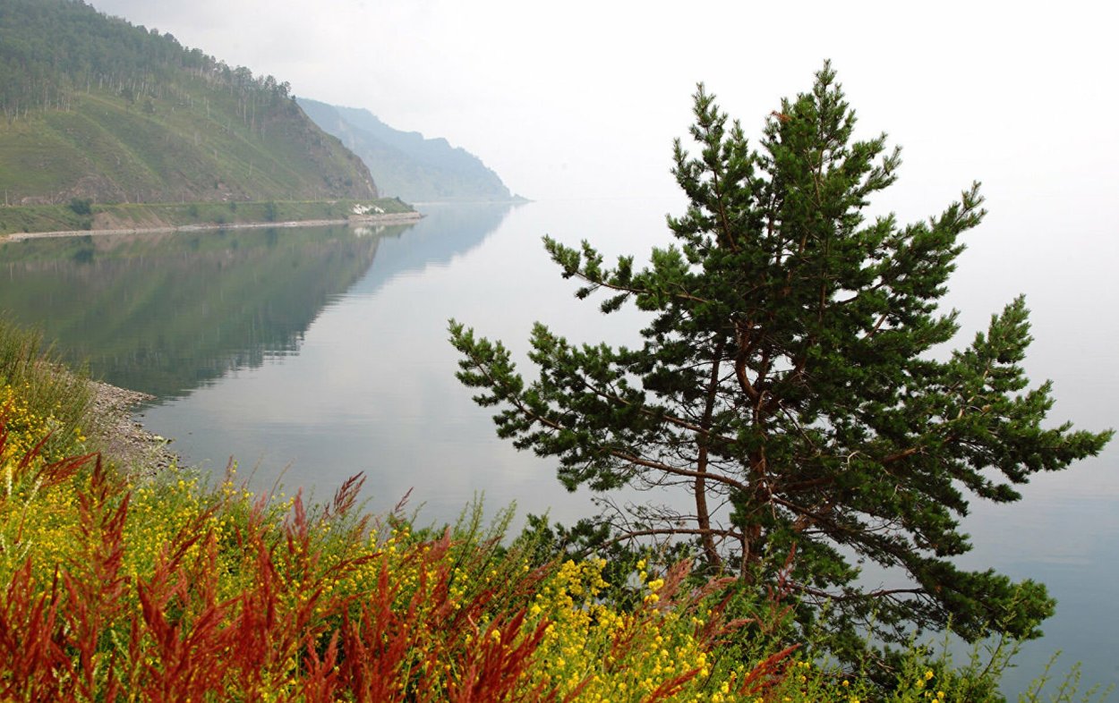 Кедр Сибирский Байкальский заповедник