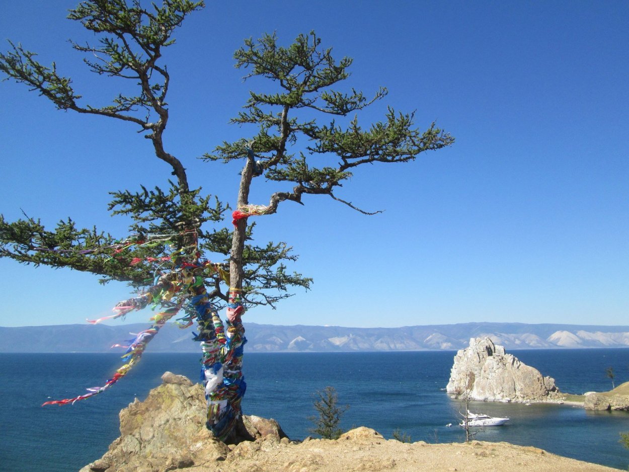 Лиственница-долгожитель Байкал