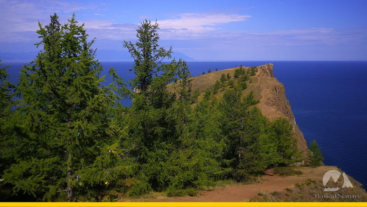 Лиственница Сибирская Ольхон