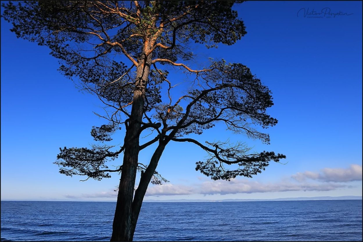 Сосны на Байкале зимой