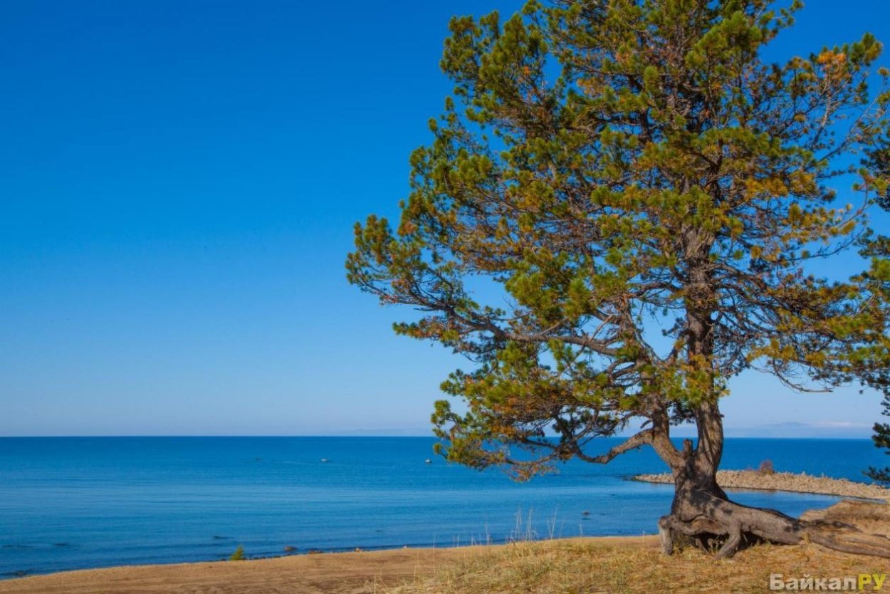 Горячинск сосны Байкал
