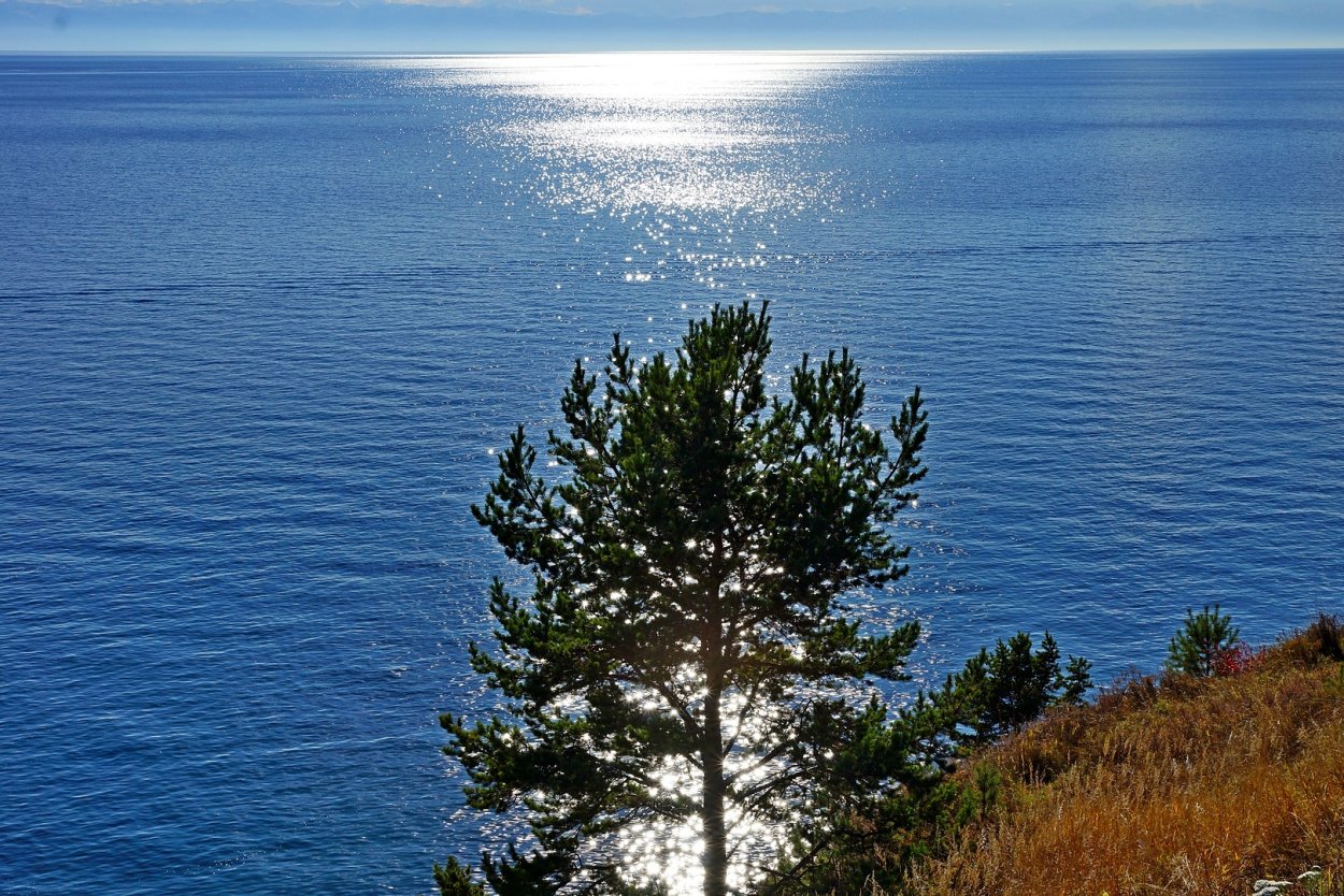 Сибирский кедр Байкал