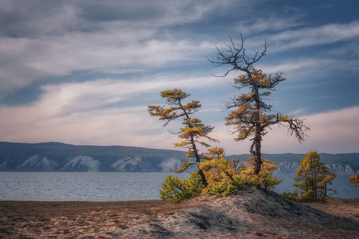 Байкальский заповедник лиственница