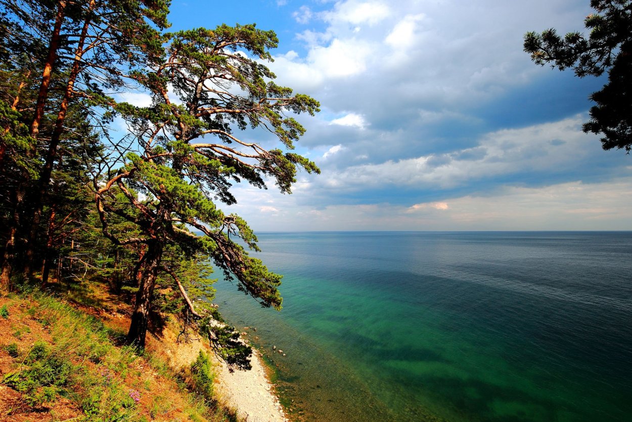 Байкал озеро кедр