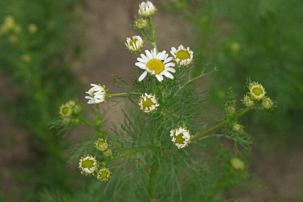 Tripleurospermum inodorum