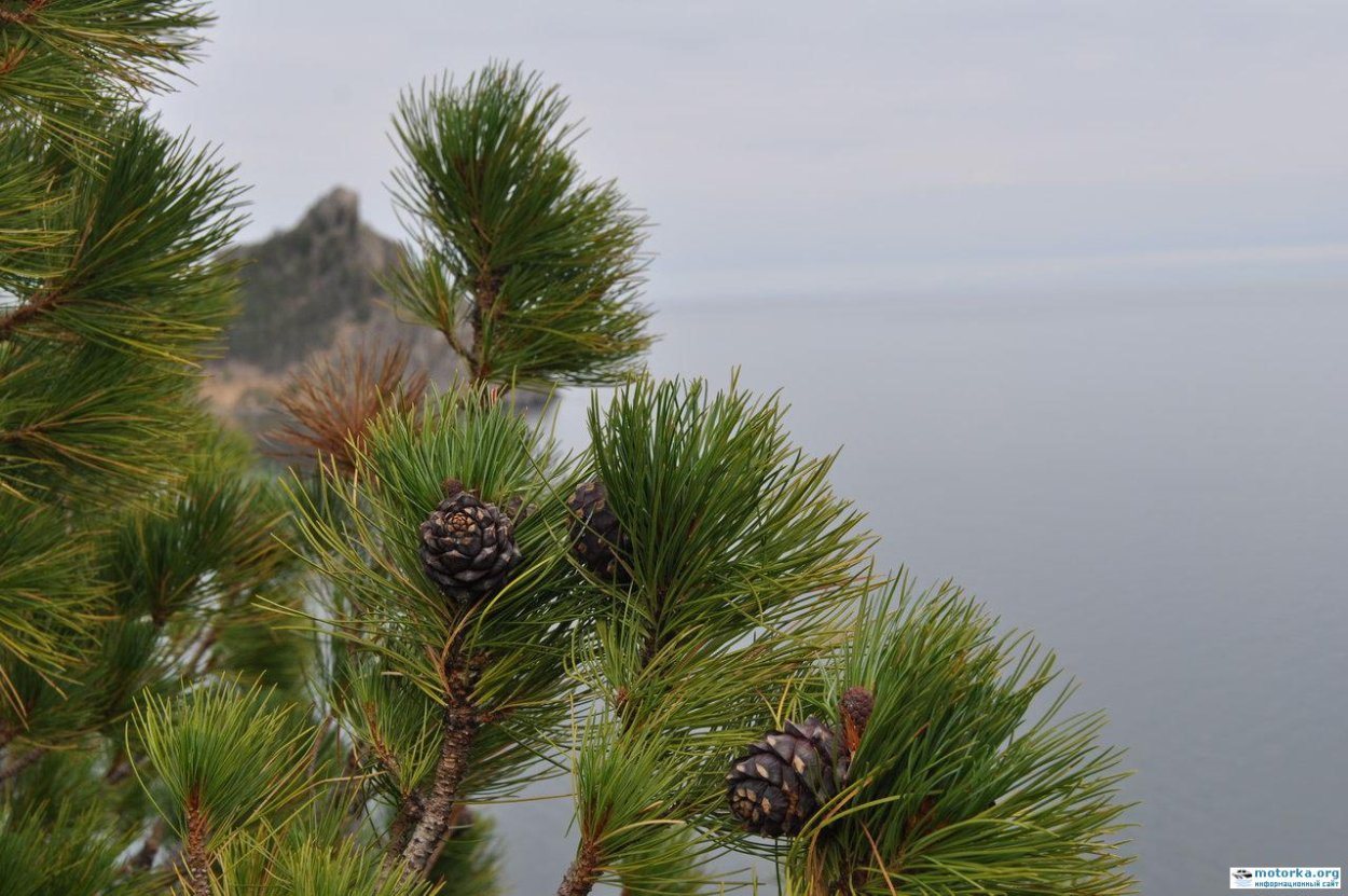 Кедровый стланик Байкал