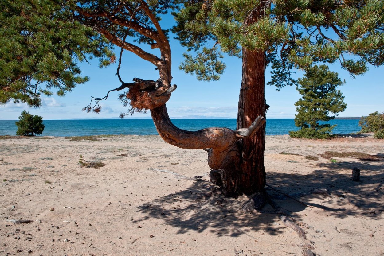 Черное море сосны