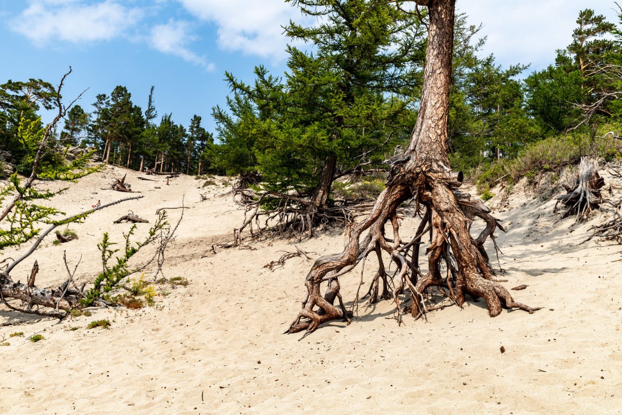Бухта Песчаная ходульные деревья