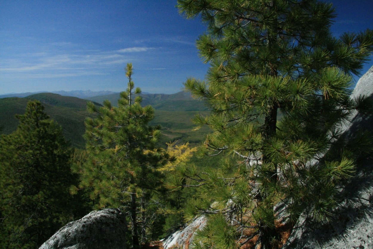 Кедр Сибирский Байкальский заповедник