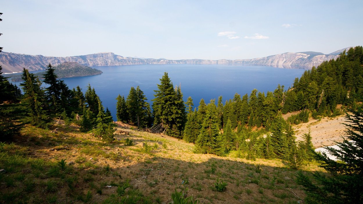 Ходульные корни сосны