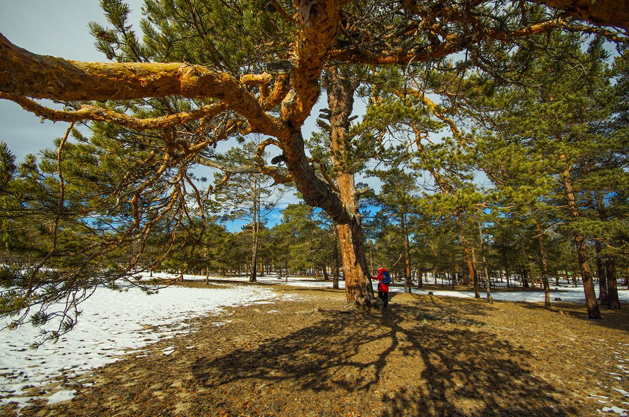 Сопки Иркутск сосны