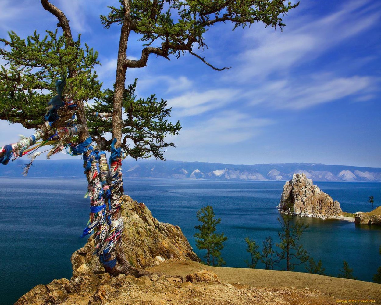 Дерево Байкала на Ольхоне